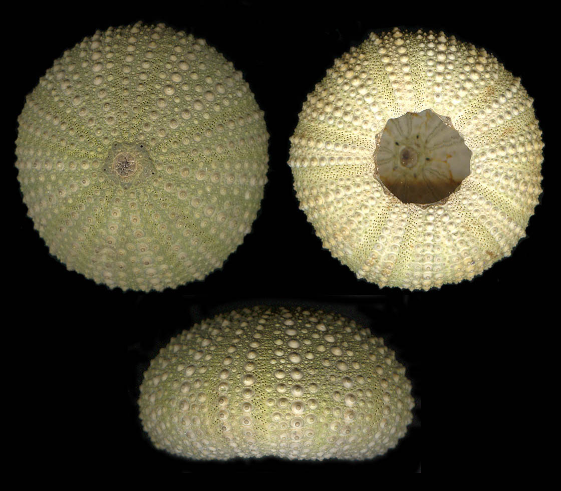 Paracentrotus lividus (Lamarck, 1816) - teca